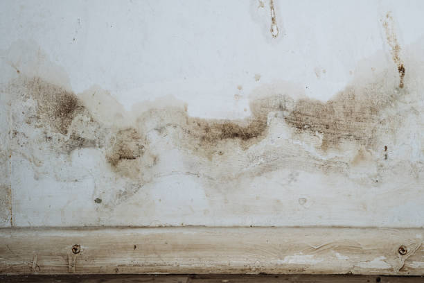 Mold Remediation for Rental Properties